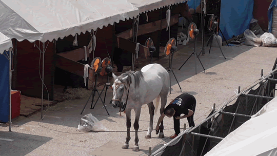 Bolshoi_horse2014-2